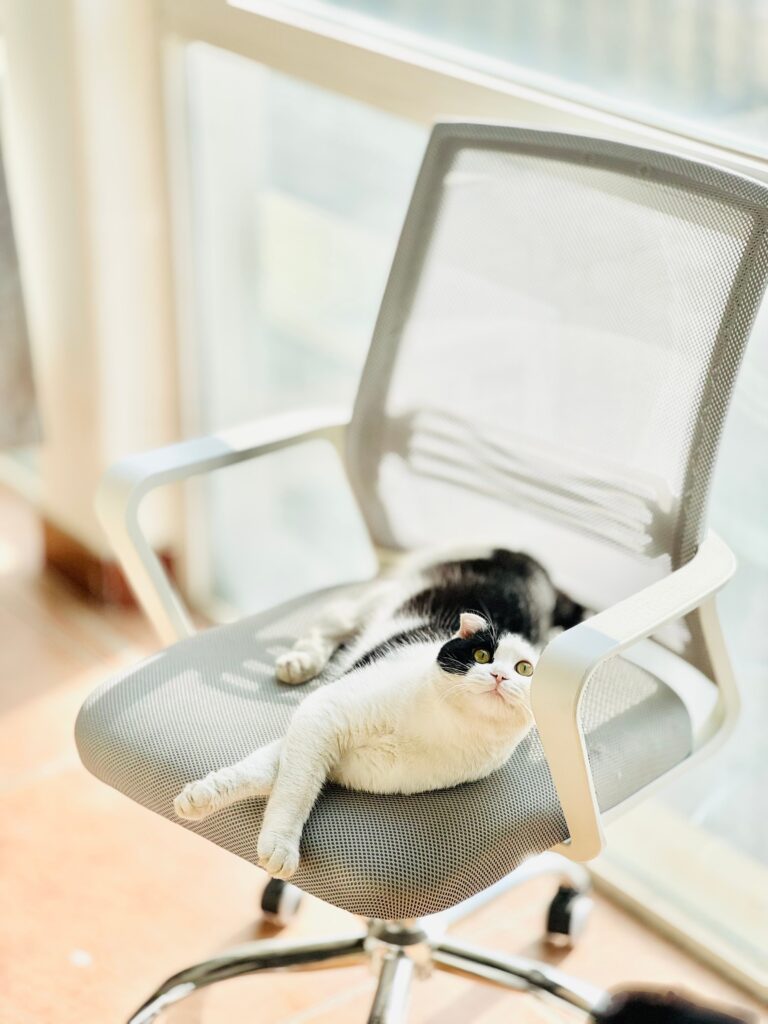 How to Fix a Sinking Office Chair in Minutes Black and white cat sprawled on a mesh office chair in bright natural light.